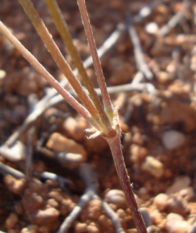 Pelargonium articulatum pedicels and peduncle